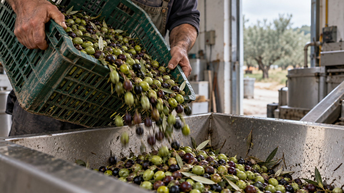 How Harvest-to-Mill Speed Shapes Olive Oil Quality