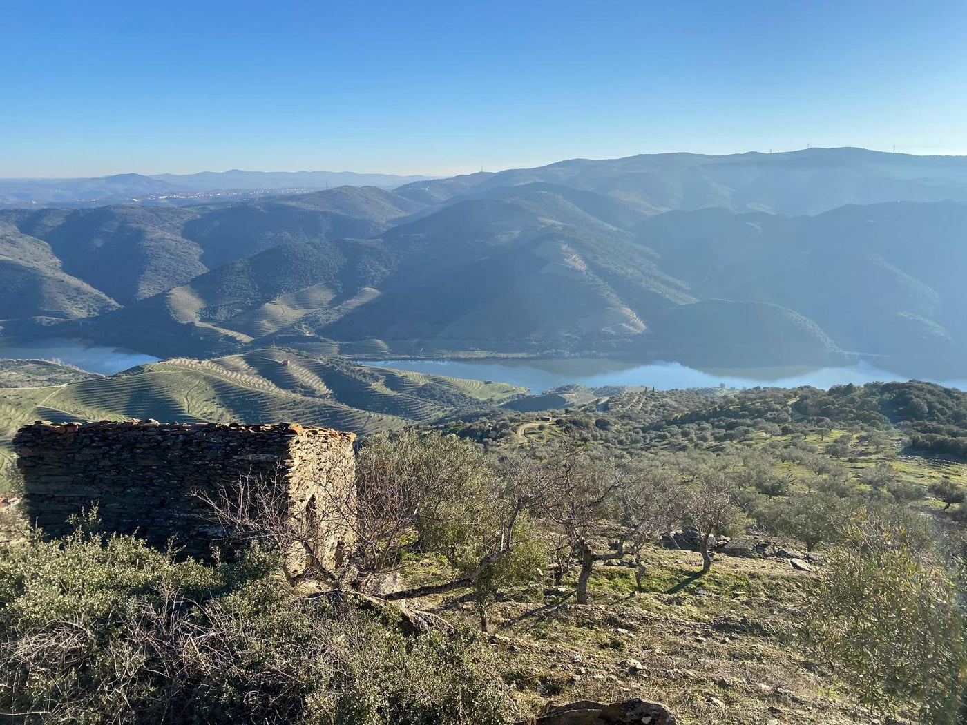 Olive groves above the Douro river