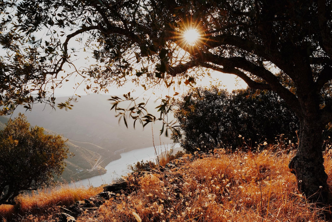 Douro Valley at sunset